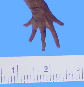 Media type: image; Herpetology A-29613